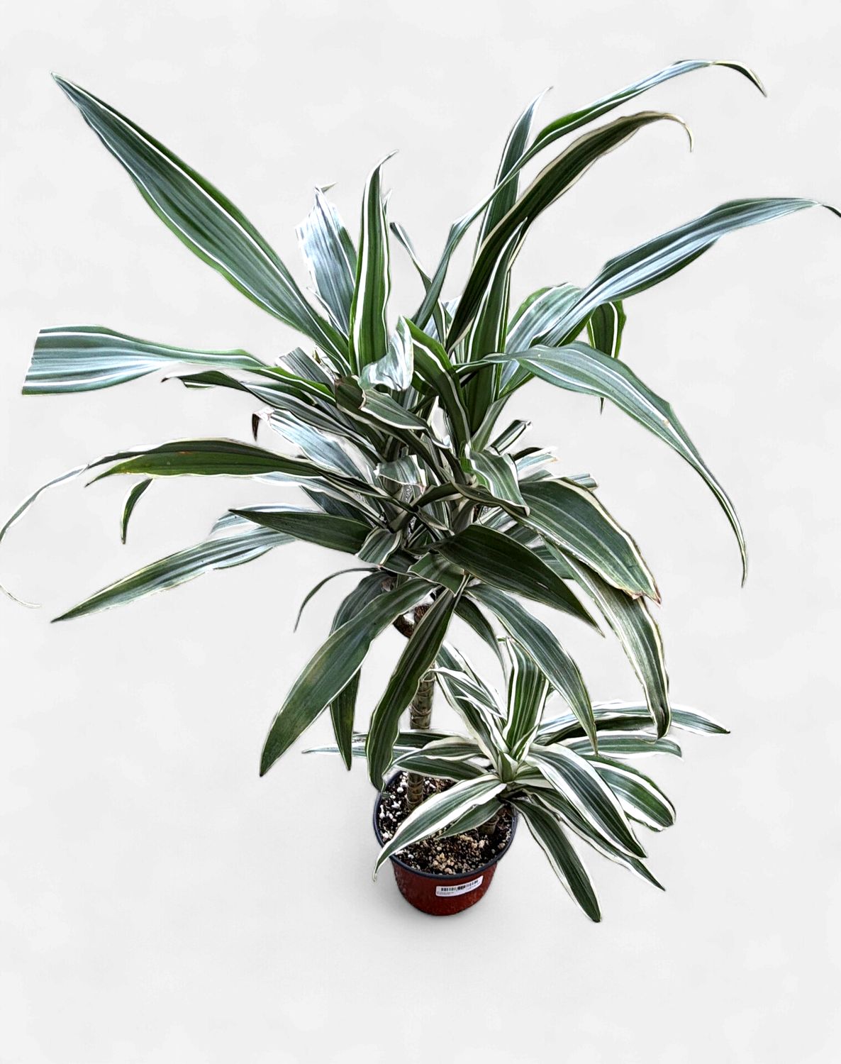 6" Dracaena Warneckii