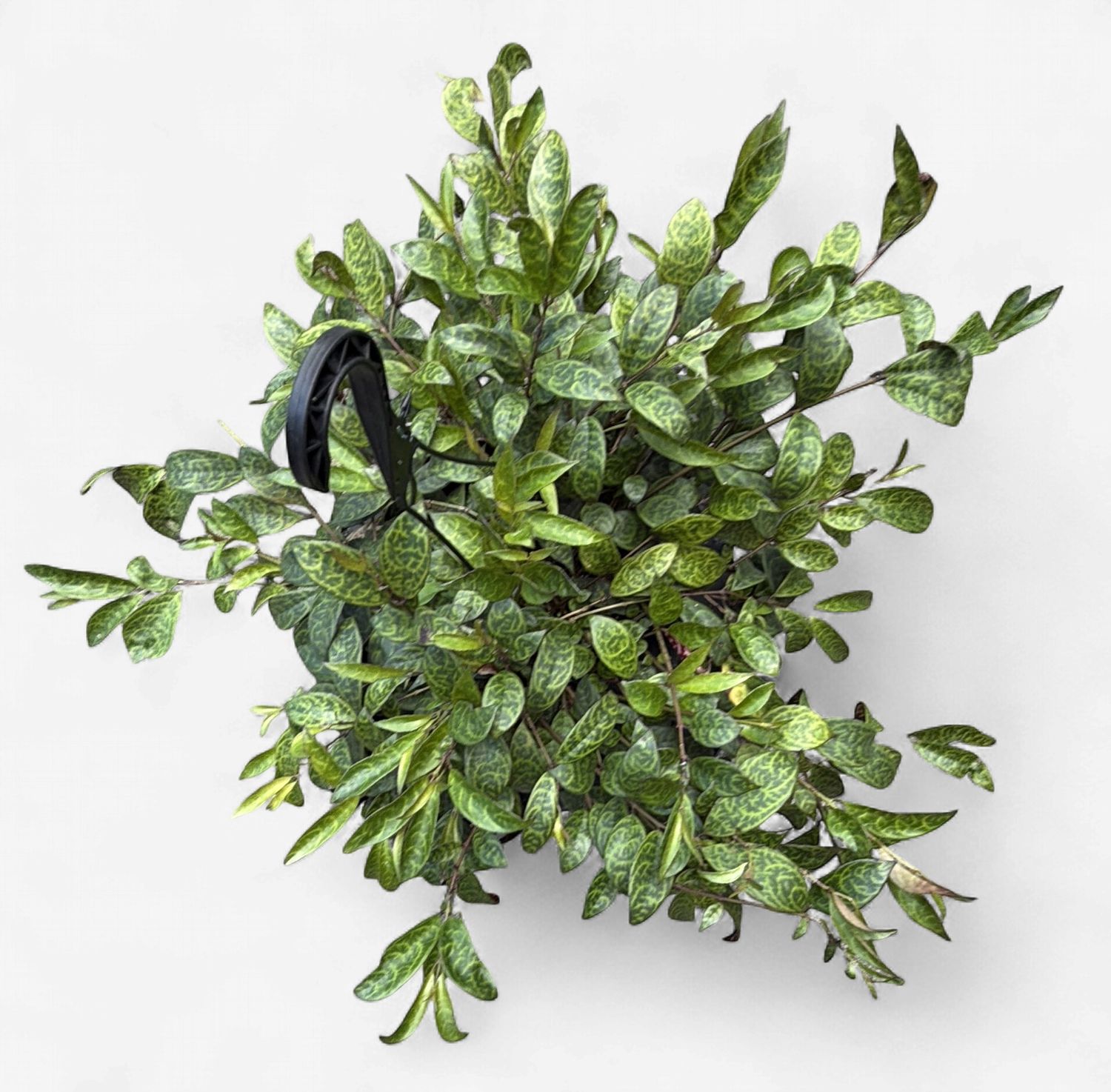 8" Black Pagoda Lipstick Plant Hanging Basket