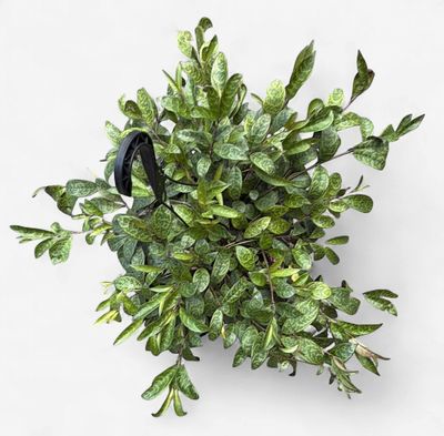 8" Black Pagoda Lipstick Plant Hanging Basket