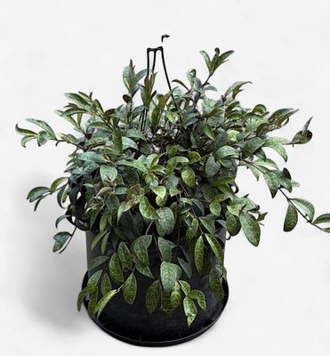 8" Black Pagoda Lipstick Plant Hanging Basket