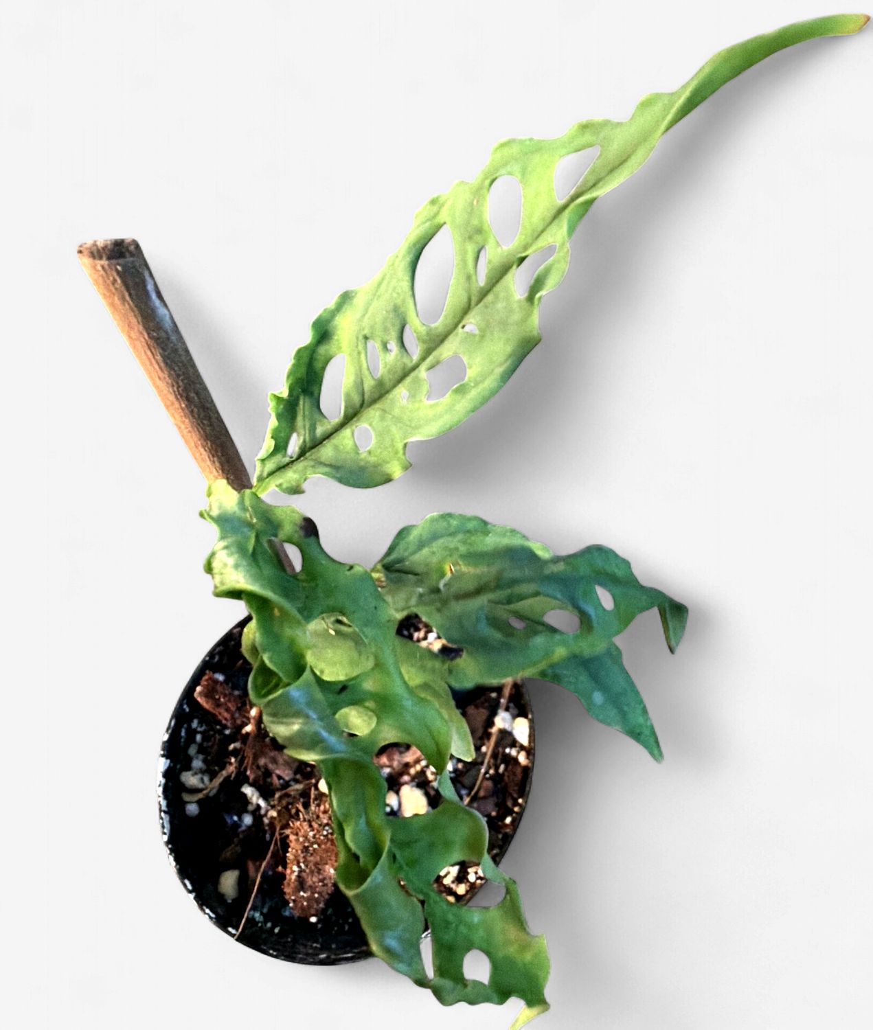 4" Monstera Obliqua