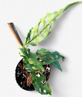 4" Monstera Obliqua