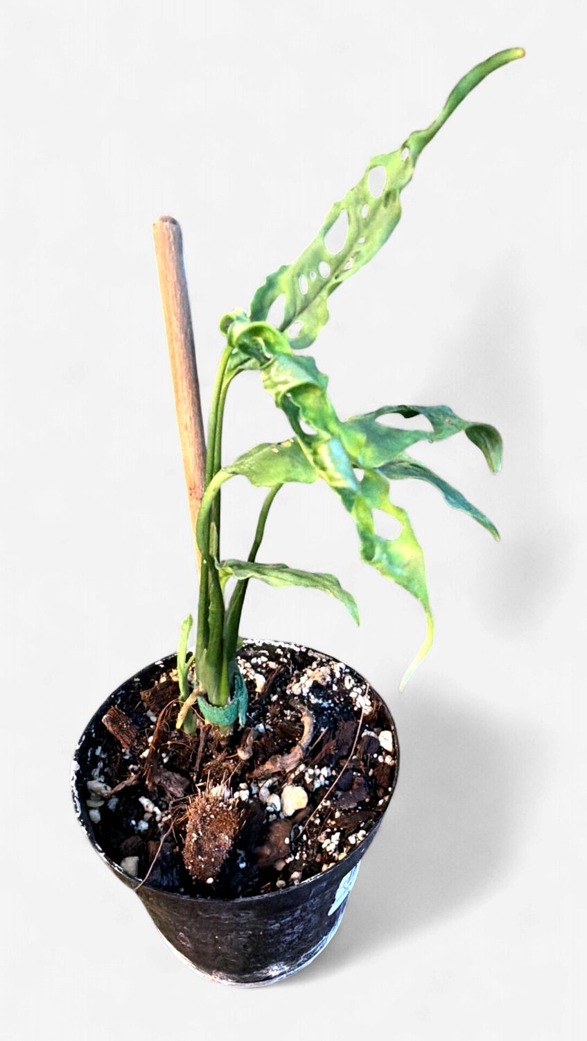 4" Monstera Obliqua