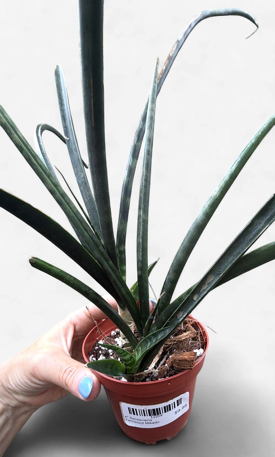 4" Sansevieria Fernwood Mikado