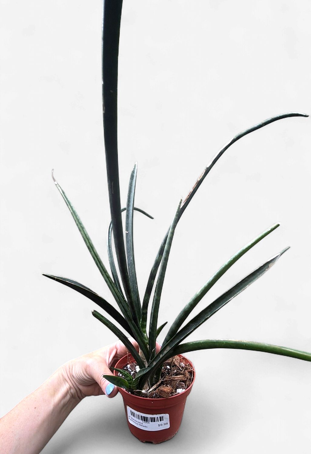 4" Sansevieria Fernwood Mikado