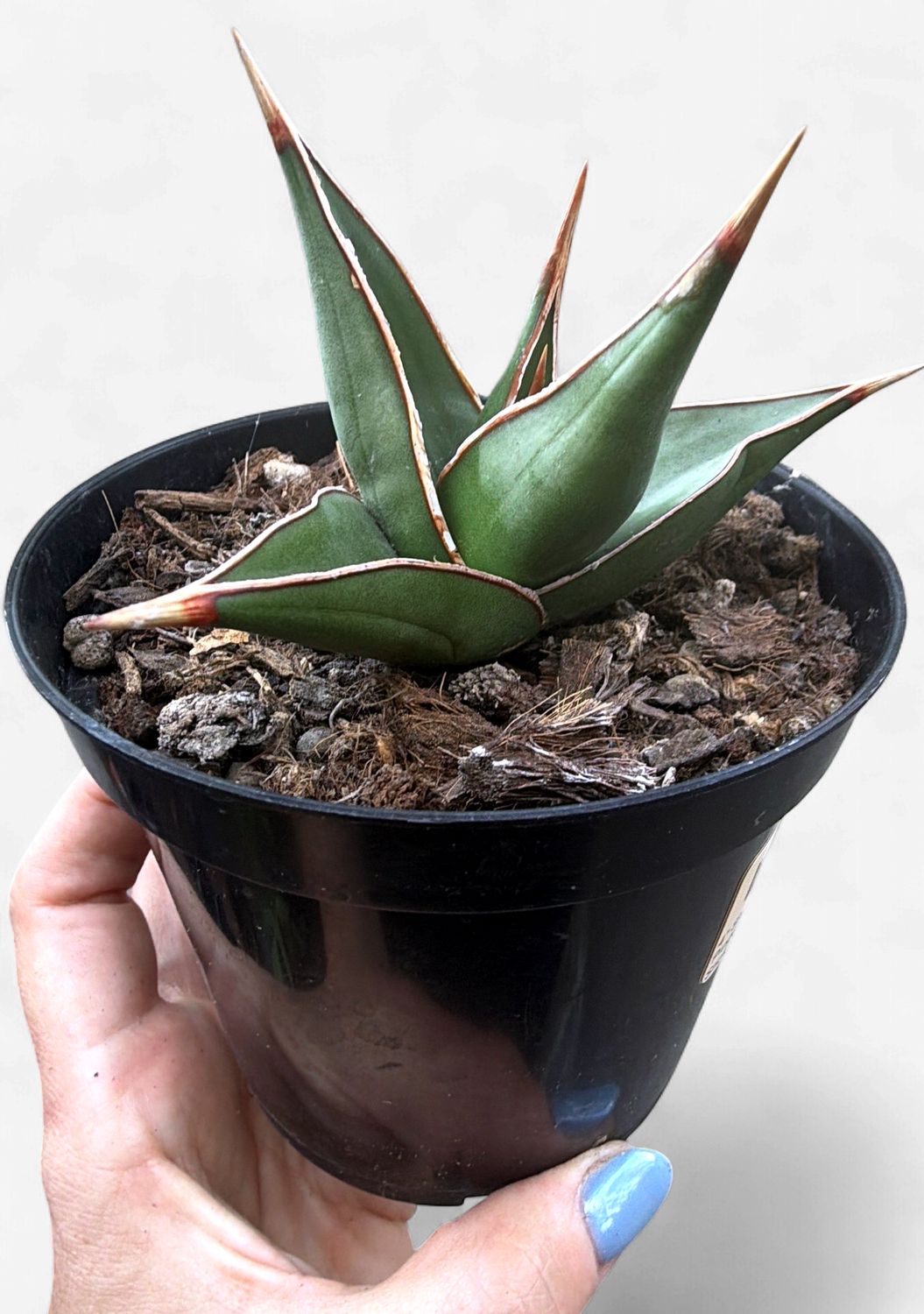 4" Sansevieria Pinguicula (Walking Stick)