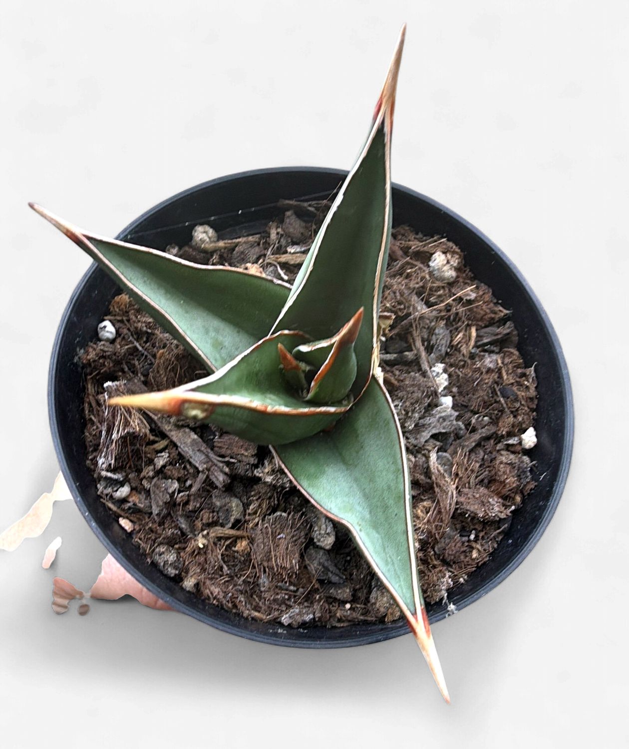 4" Sansevieria Pinguicula (Walking Stick)