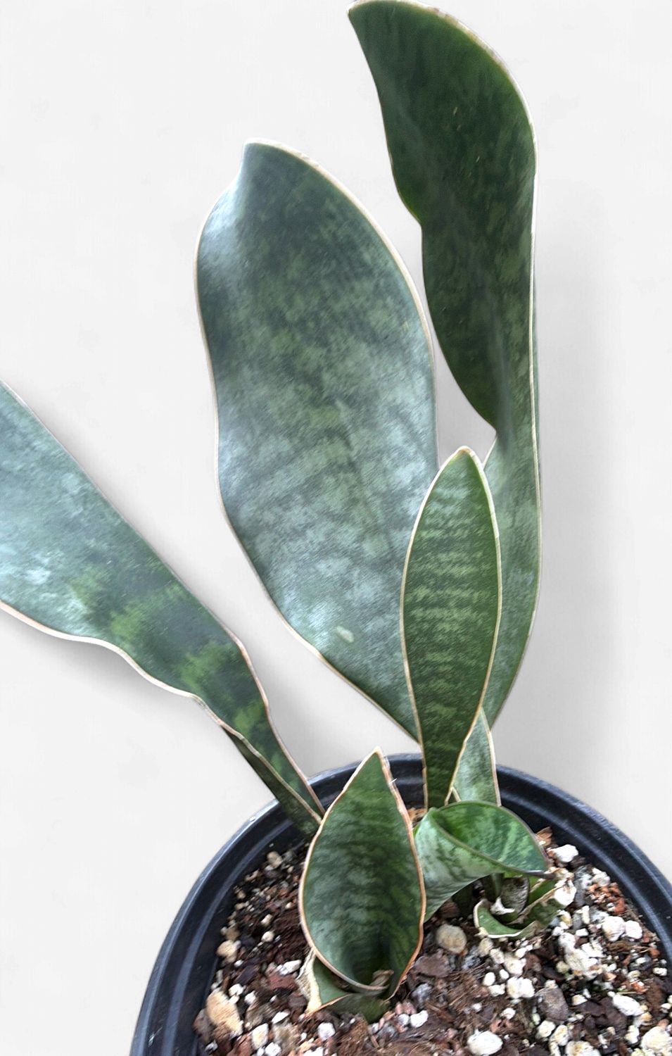 6" Sansevieria Whale Fin
