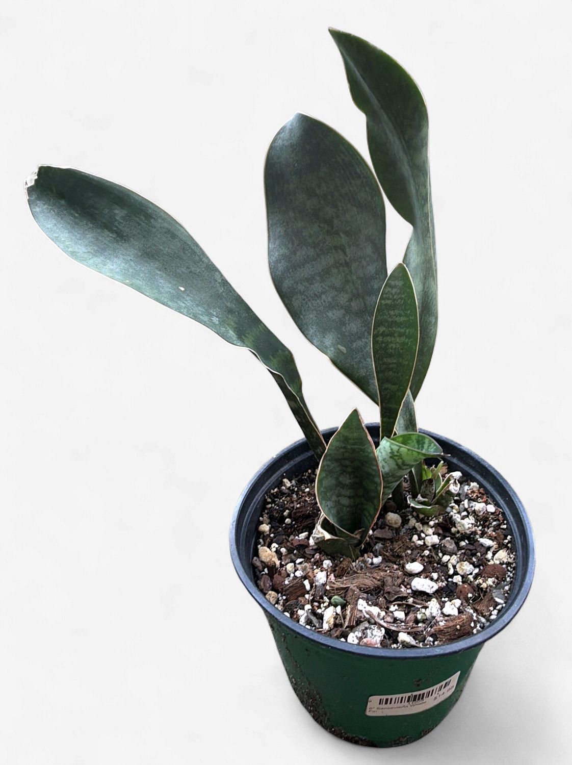 6" Sansevieria Whale Fin
