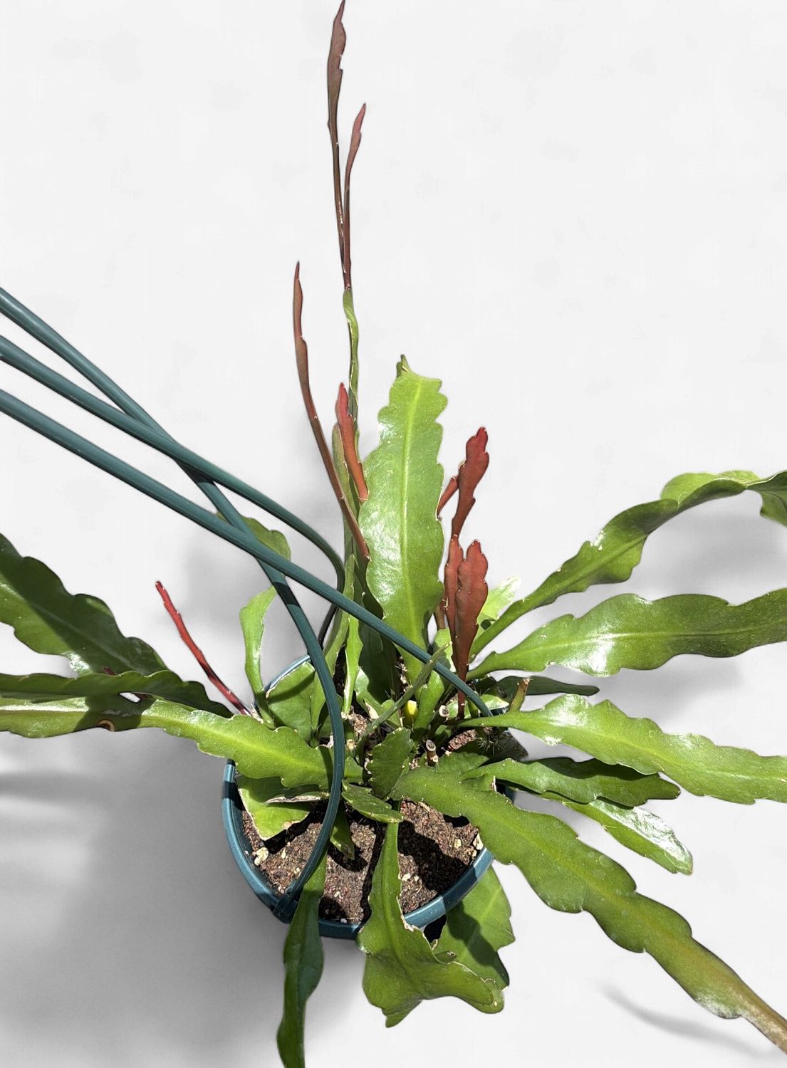 6" Epiphyllum Anguliger (Fishbone Cactus) HB