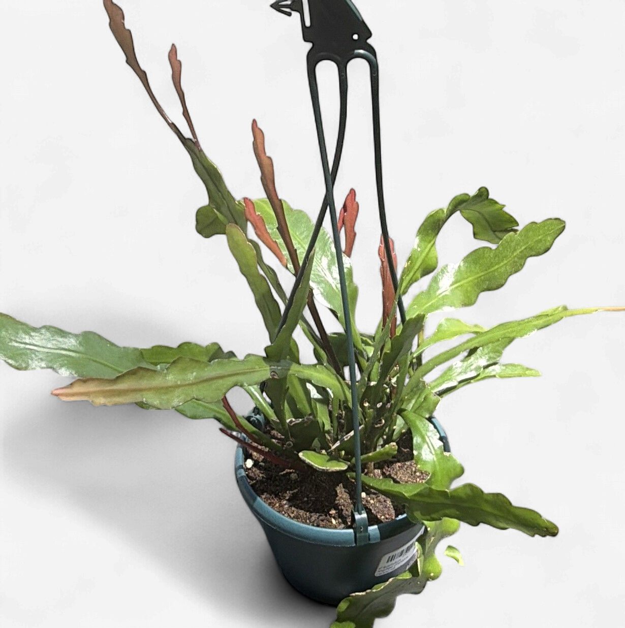 6" Epiphyllum Anguliger (Fishbone Cactus) HB