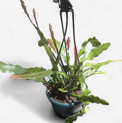 6" Epiphyllum Anguliger (Fishbone Cactus) HB