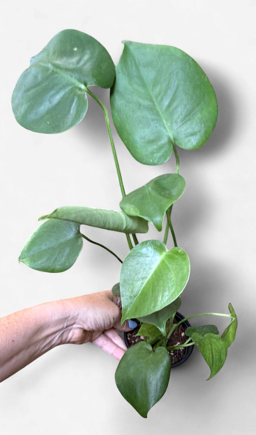 4" Monstera Deliciosa