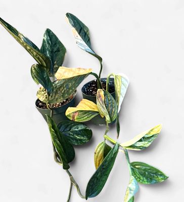 4" Monstera Peru Variegated
