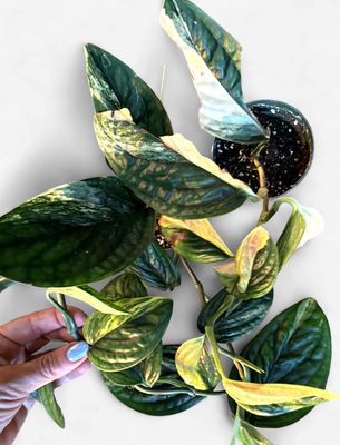 4" Monstera Peru Variegated