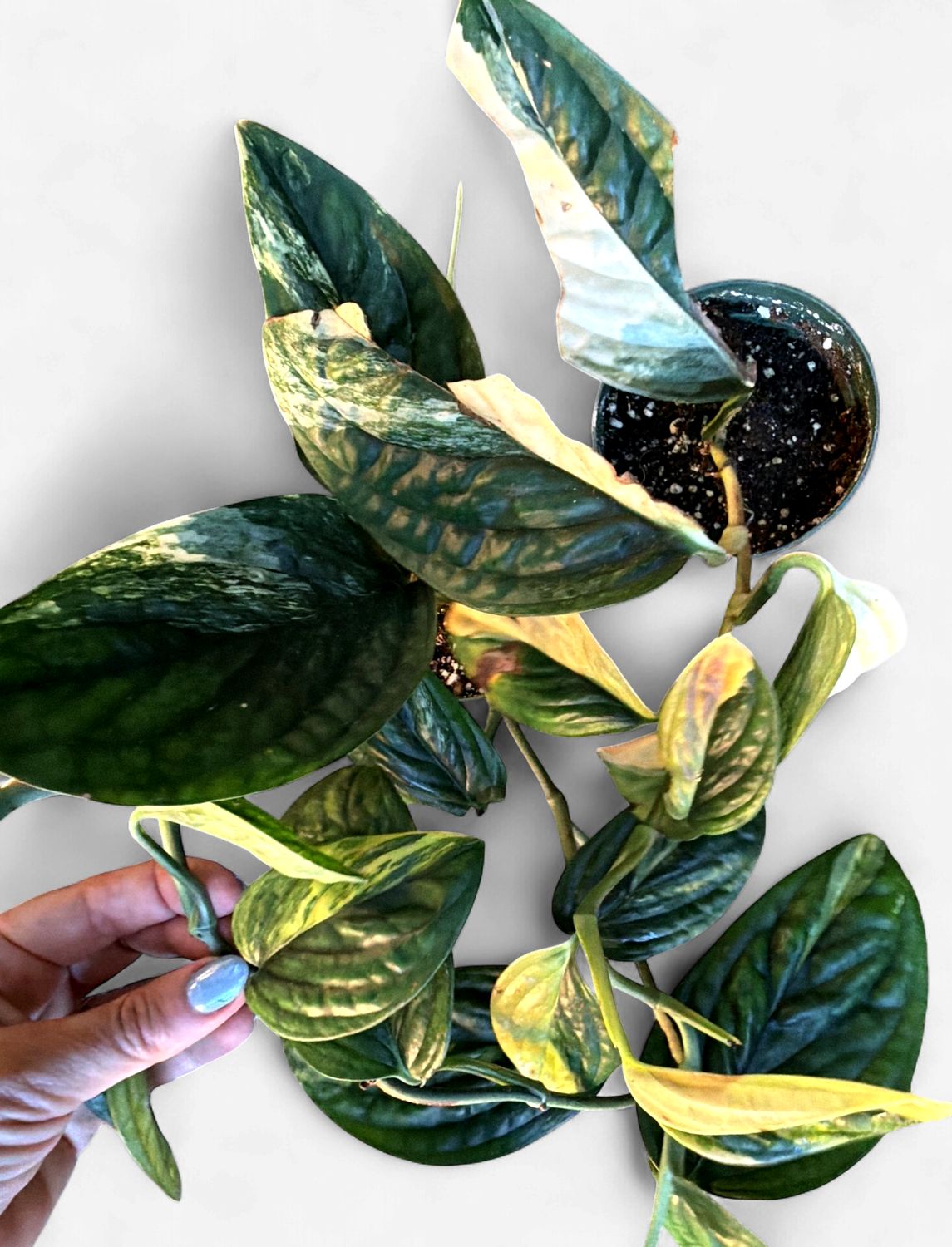 4" Monstera Peru Variegated