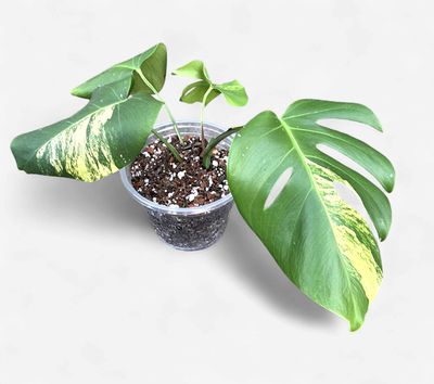 6" Monstera Aurea (Low Variegation)