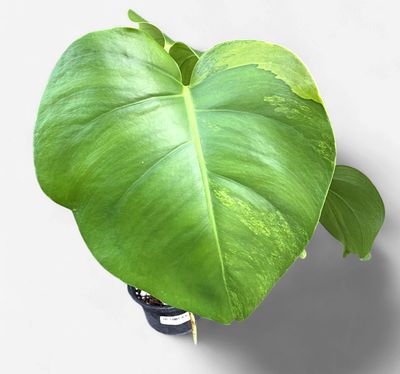 6" Monstera Aurea (Low Variegation)