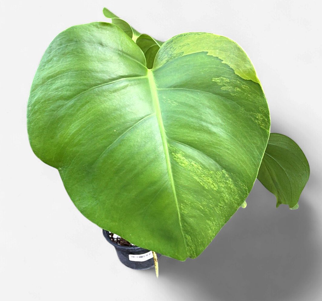 6" Monstera Aurea (Low Variegation)