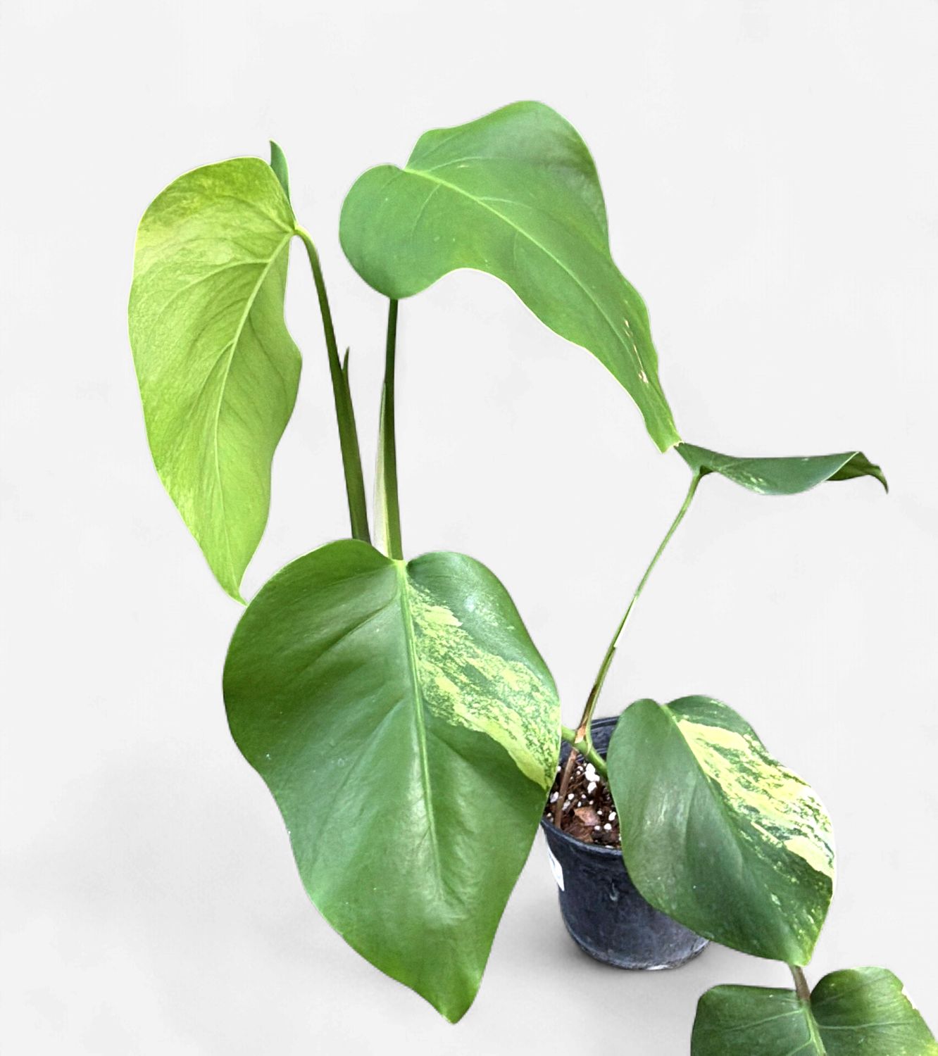 6" Monstera Aurea (Low Variegation)
