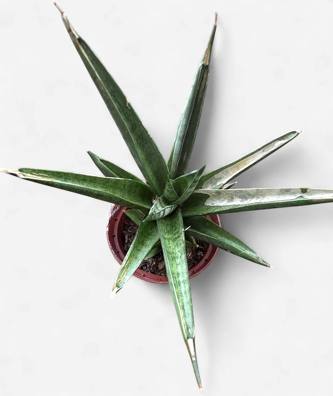 4" Sansevieria Silver Crown