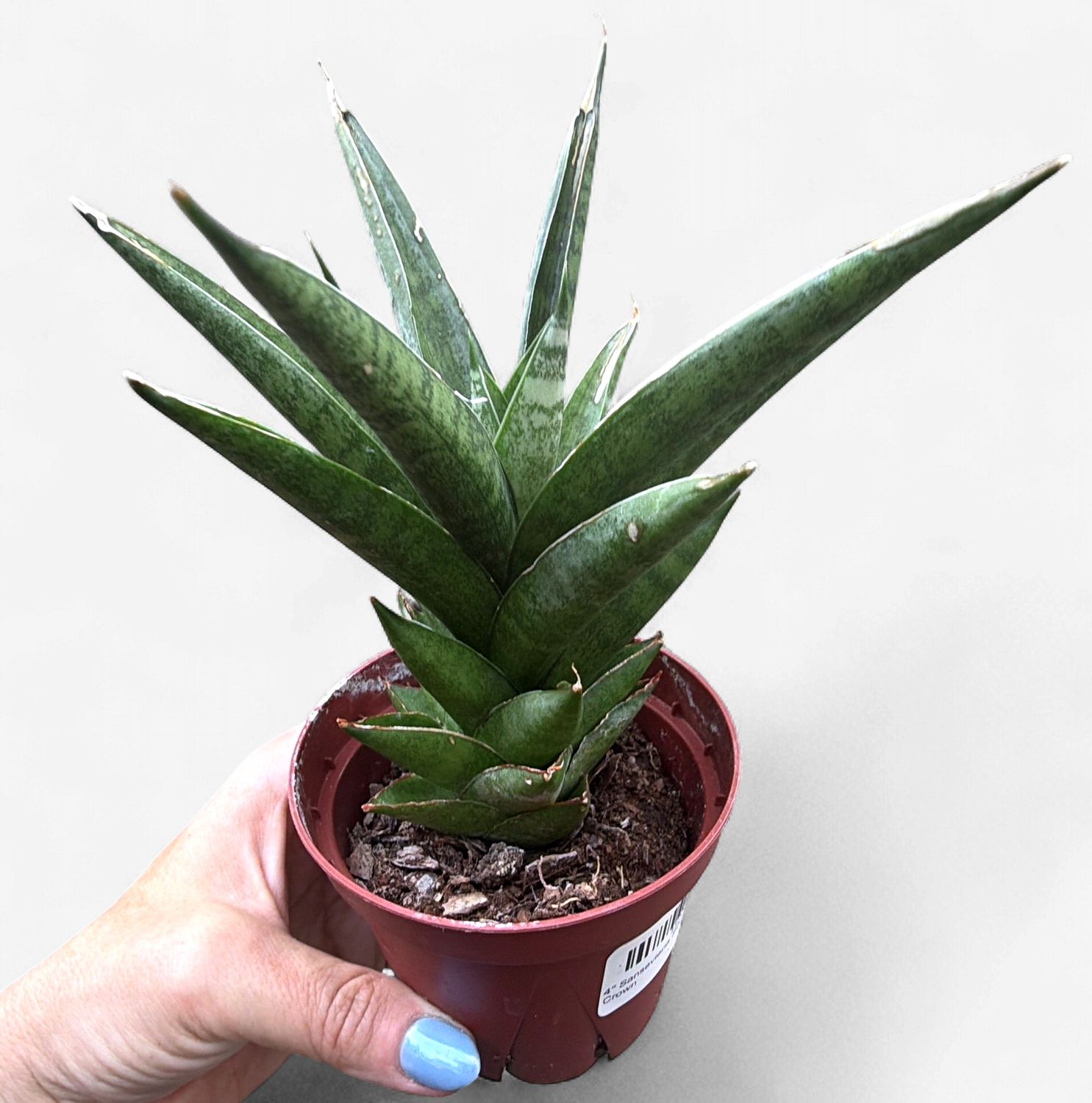 4" Sansevieria Silver Crown