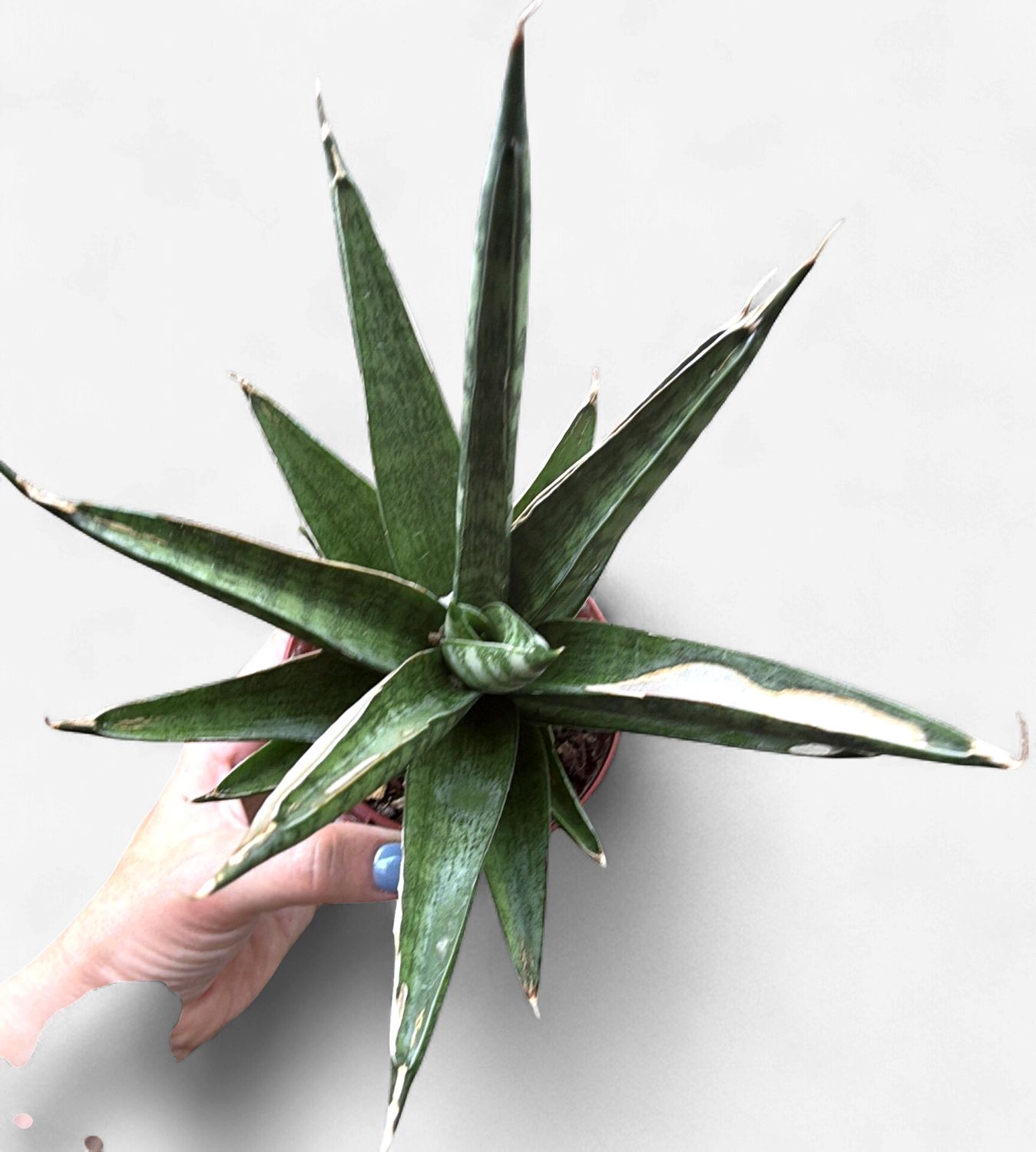 4" Sansevieria Tower Thai