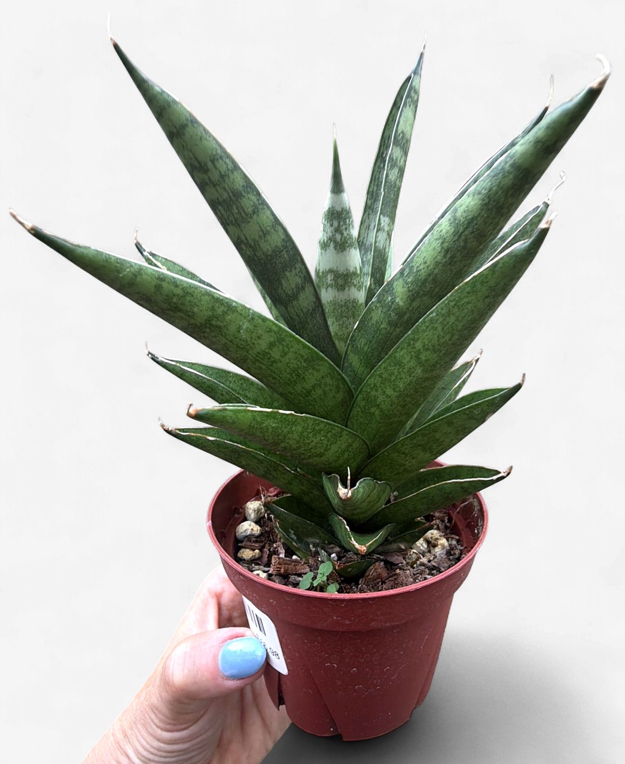 4" Sansevieria Tower Thai