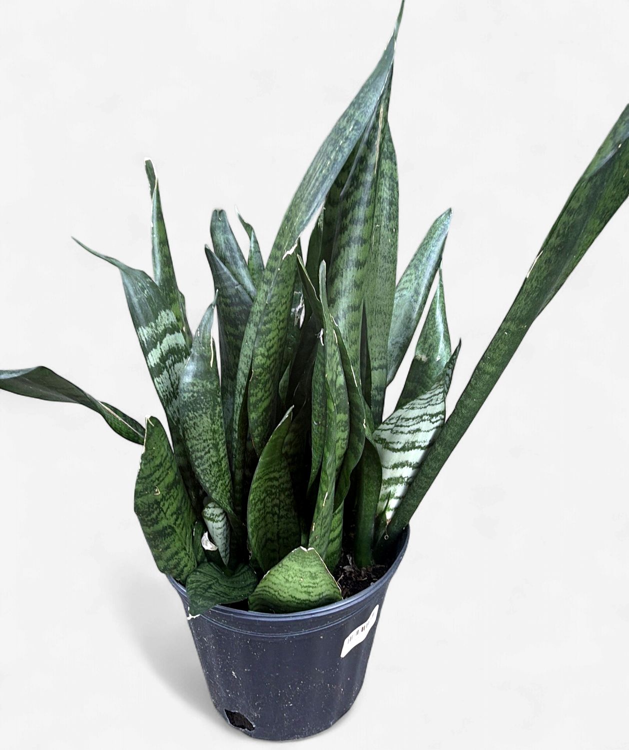 8" Sansevieria Robusta