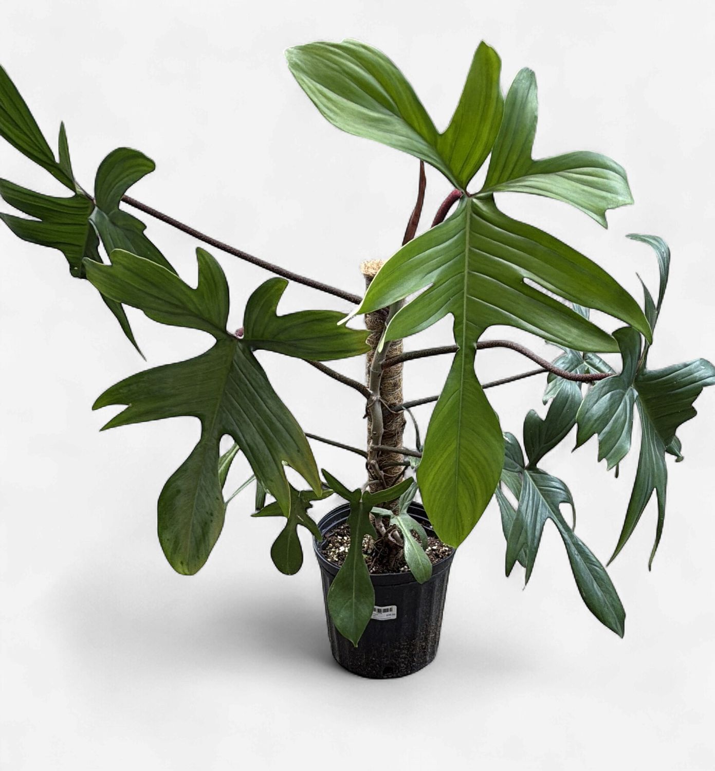 8" Philodendron Florida Green (Reverted Beauty Variegated)
