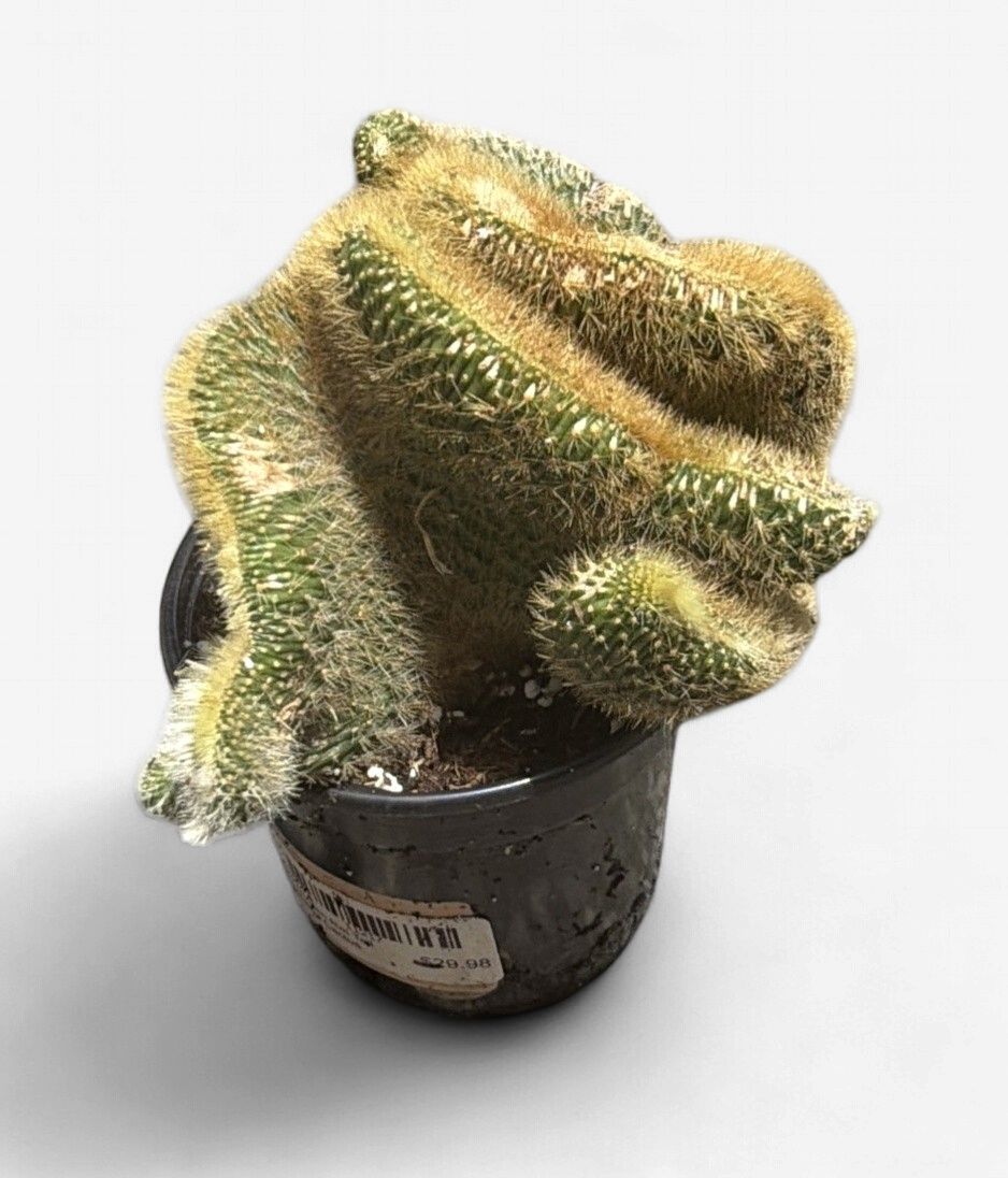 4" Golden Rat Tail Crested Cactus