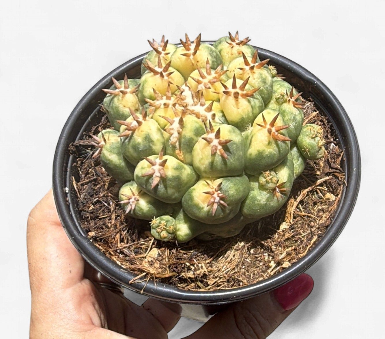 4" Corpyphantha Elephantidens Variegated (Beehive Cactus)