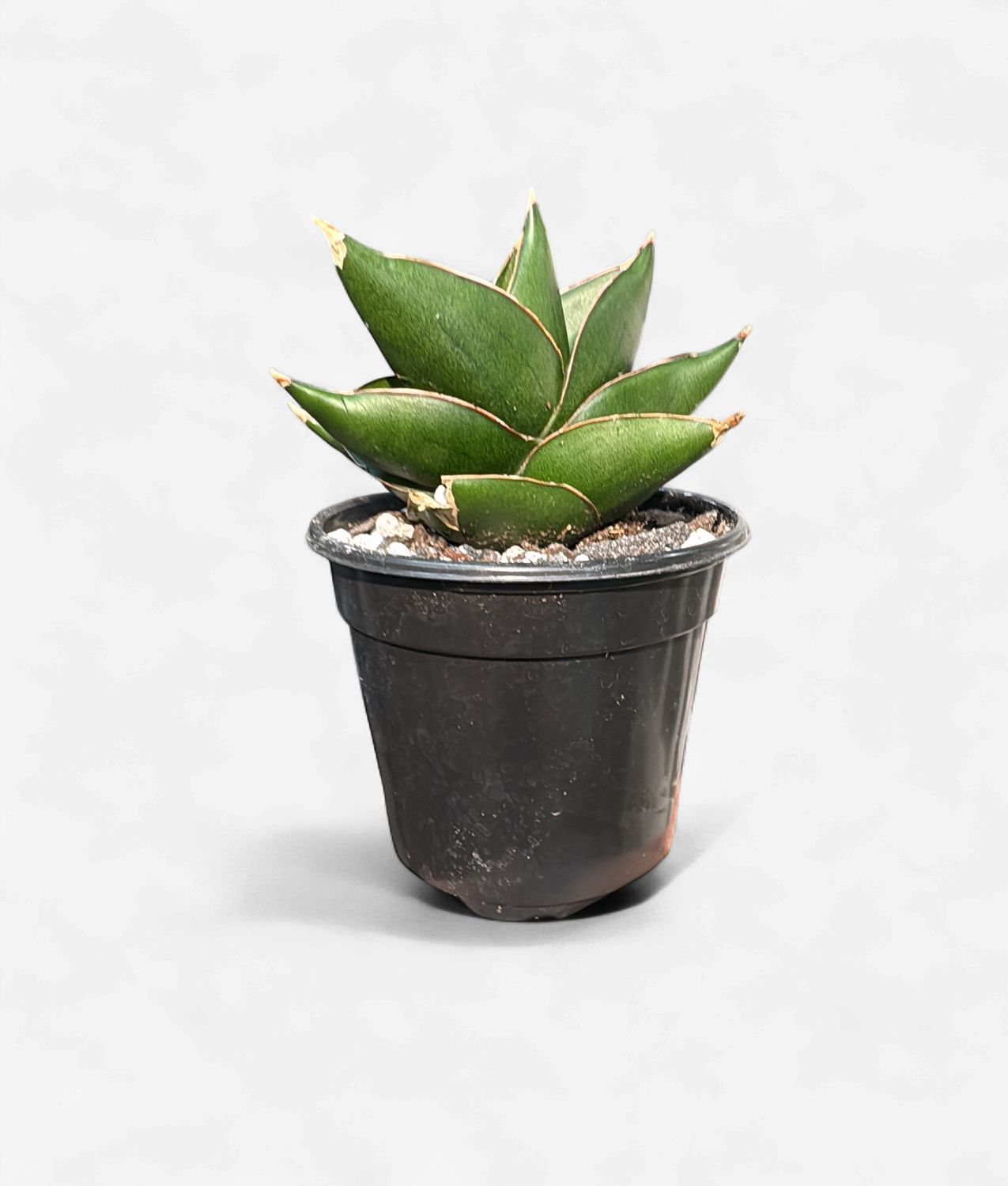 4" Sansevieria Opera House