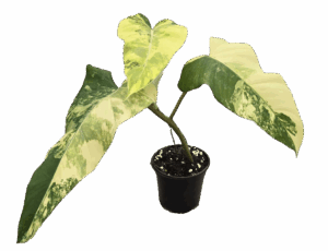 4" Philodendron Domesticum Variegated