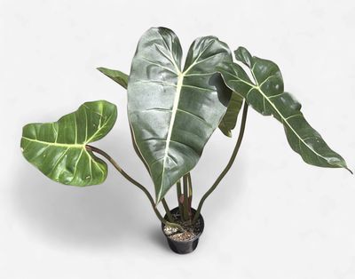 4" Philodendron Gloriosum x Billietiae