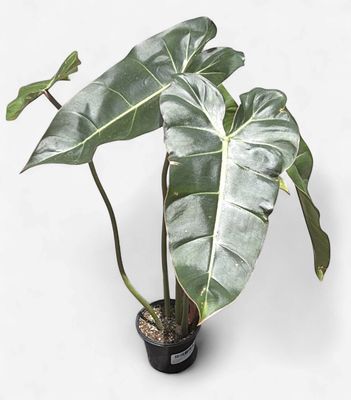 4" Philodendron Gloriosum x Billietiae