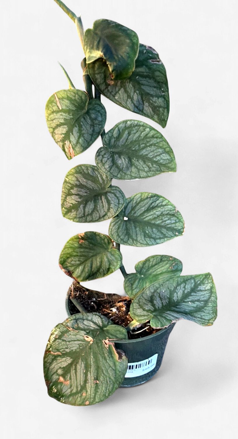 4" Monstera Dubia
