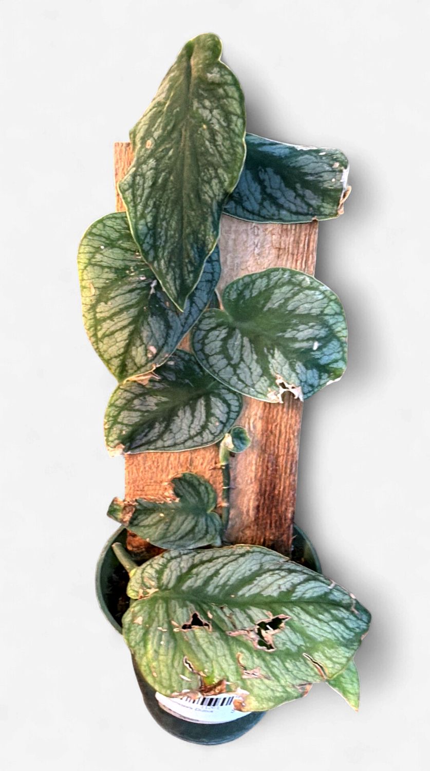 4" Monstera Dubia