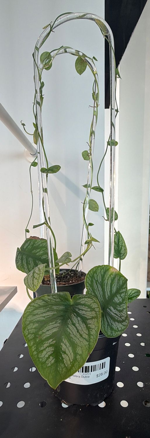 4" Monstera Dubia Hoop