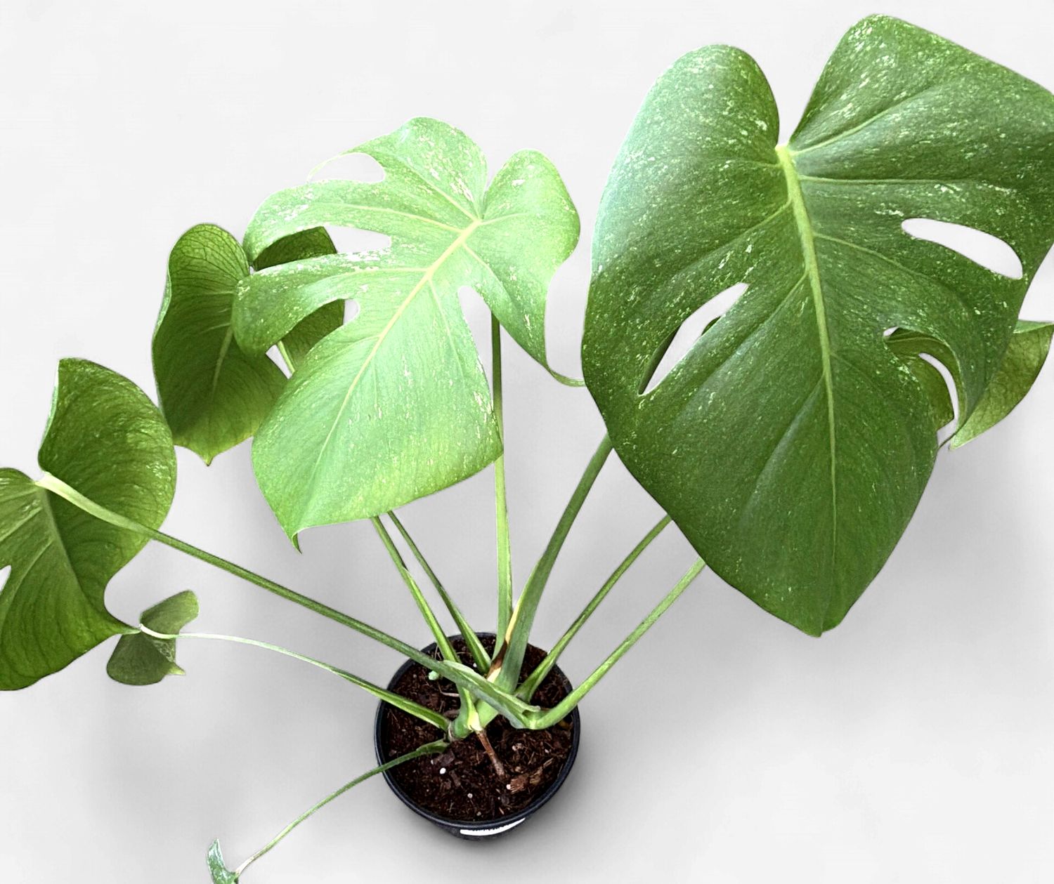 6" Monstera White Monster
