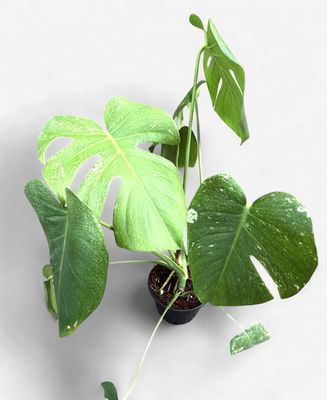 6" Monstera White Monster