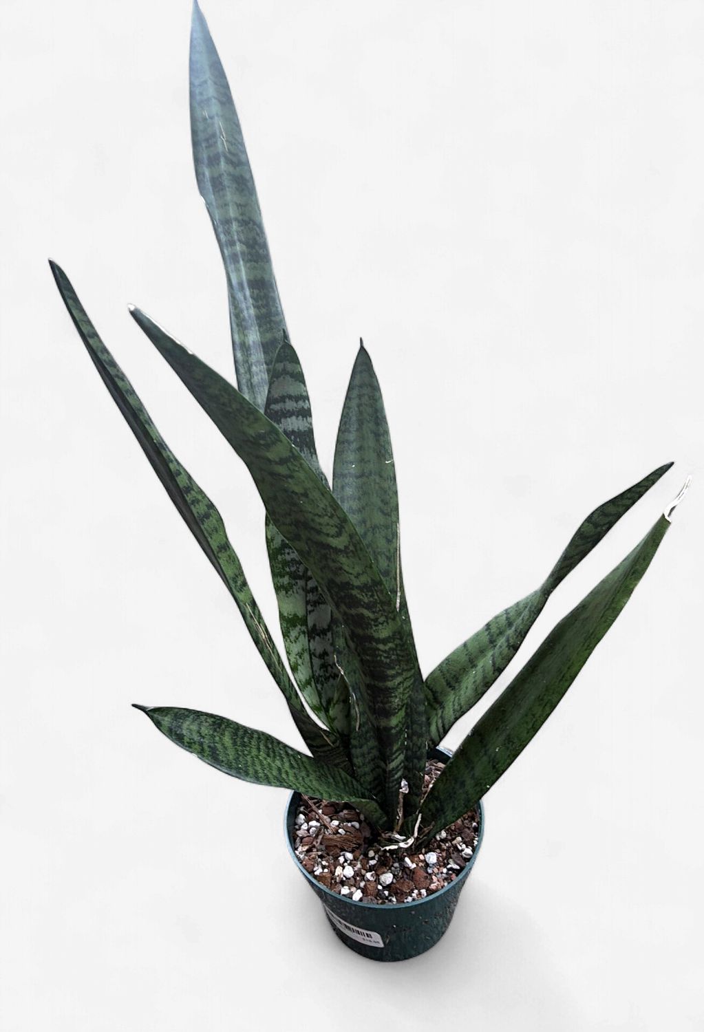 6" Sansevieria Zeylonica