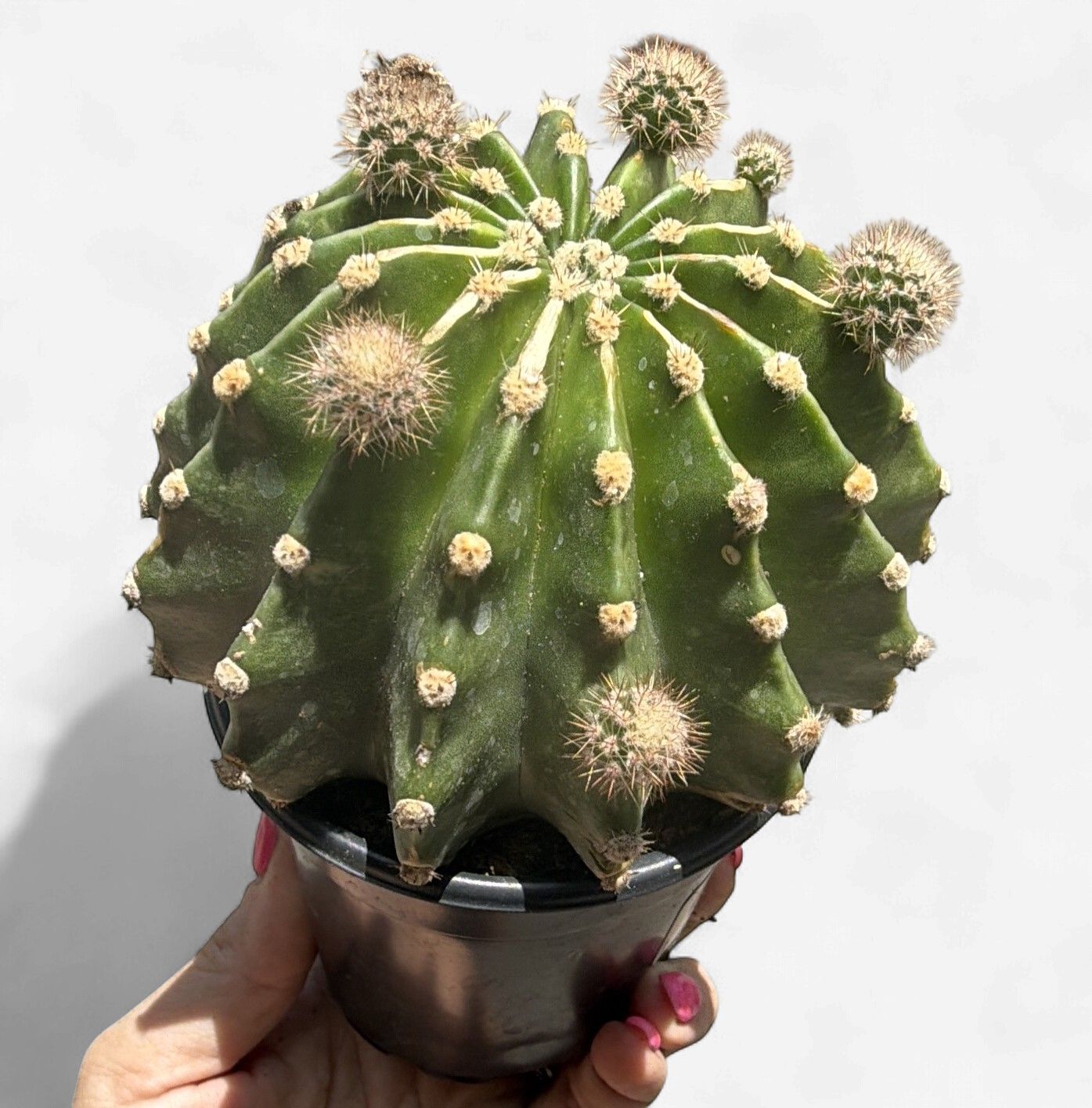 4" Cactus Aureovariegata