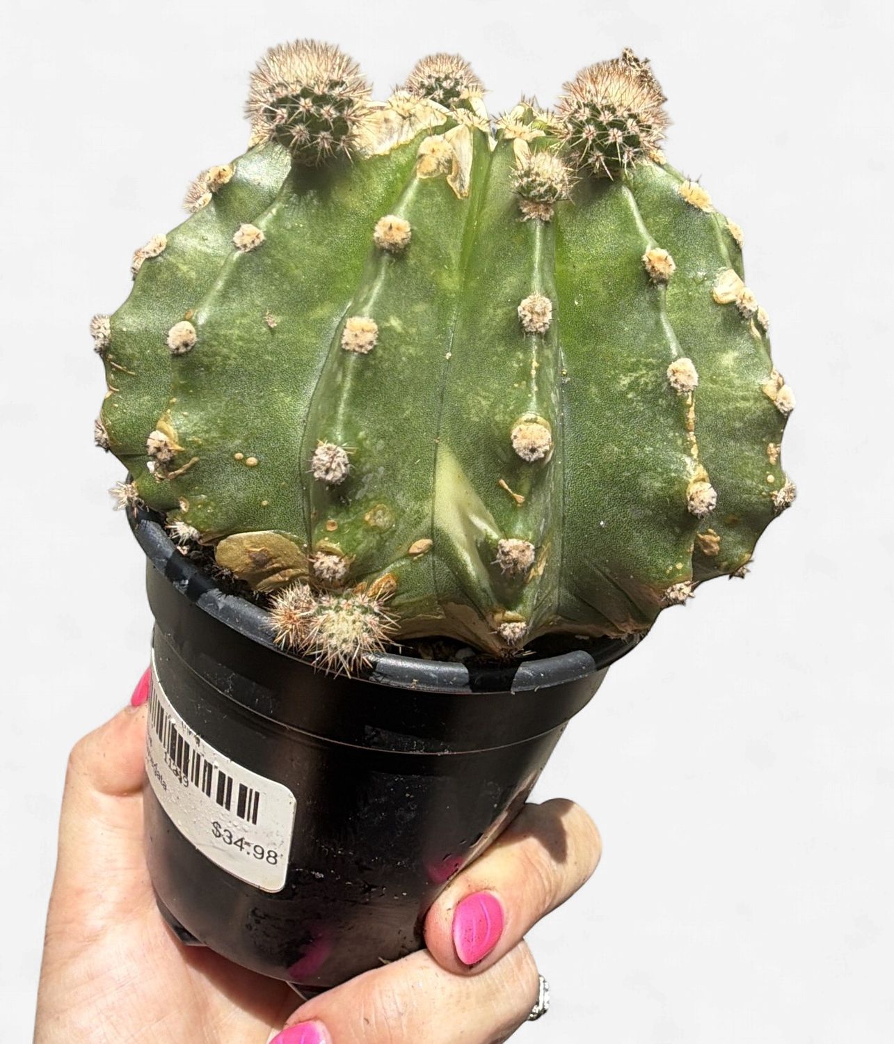 4" Cactus Aureovariegata