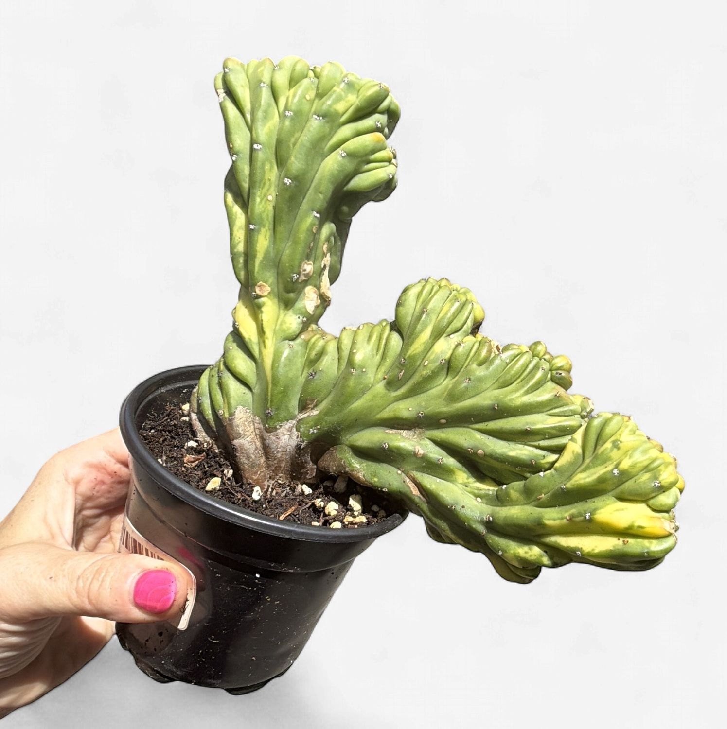 4" Myrtillocactus Dinosaur Back Variegated Cactus