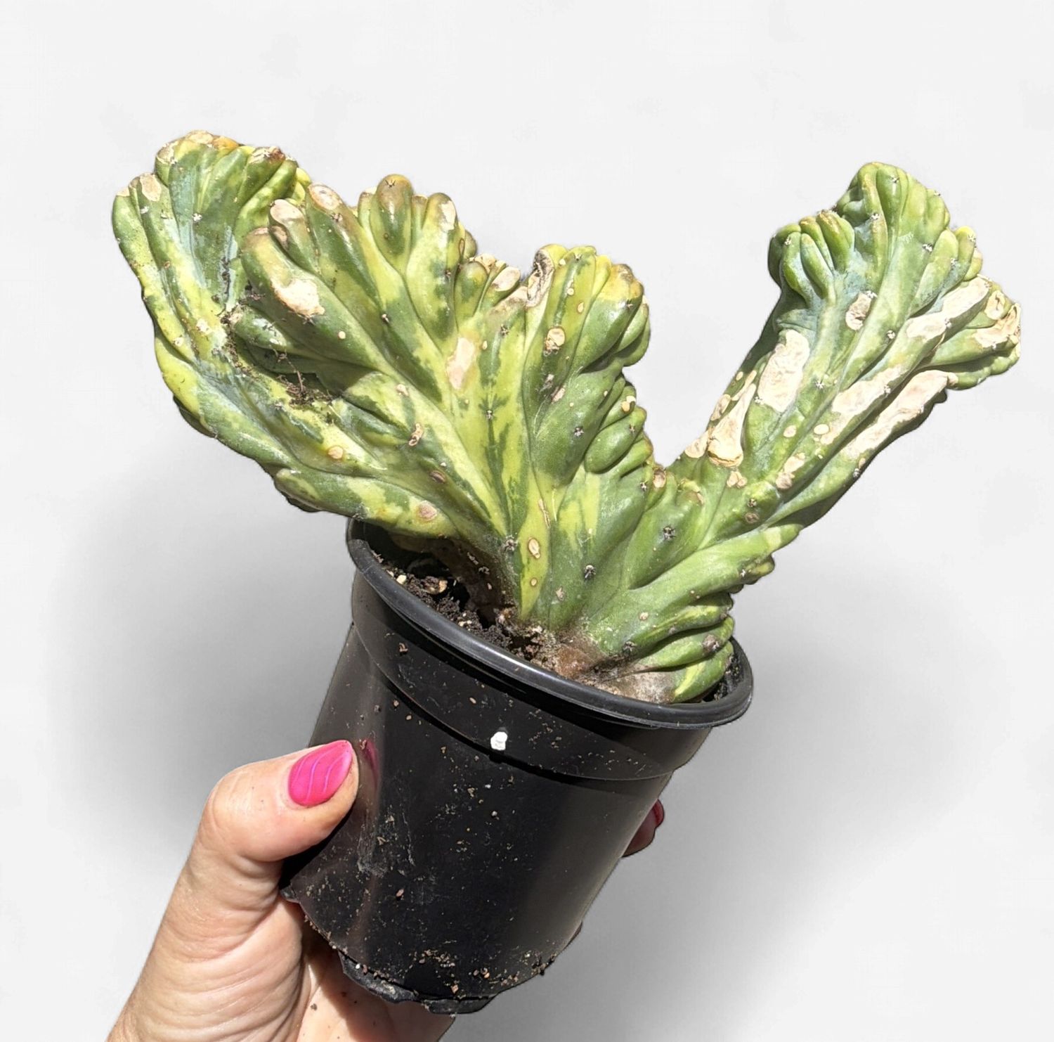 4" Myrtillocactus Dinosaur Back Variegated Cactus