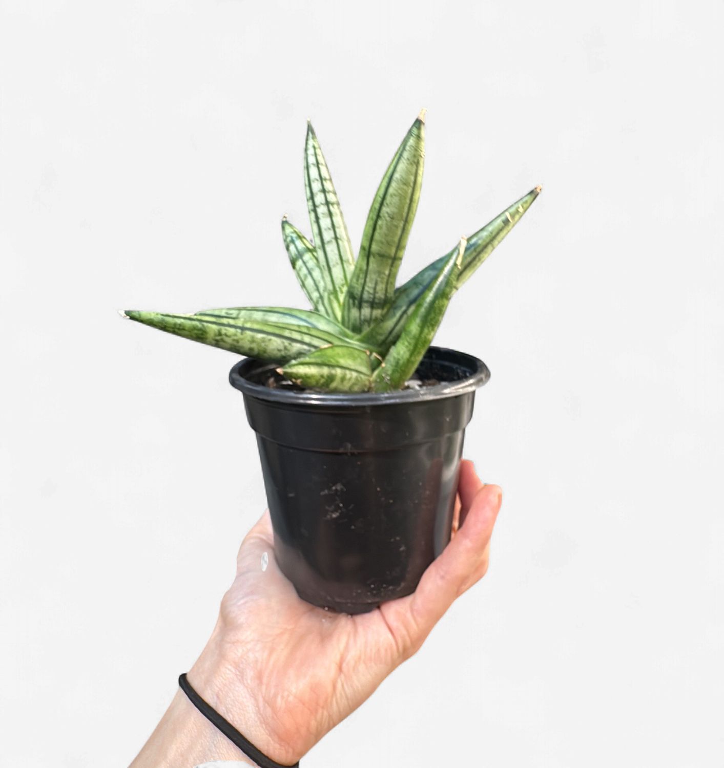 4" Sansevieria Fat Man
