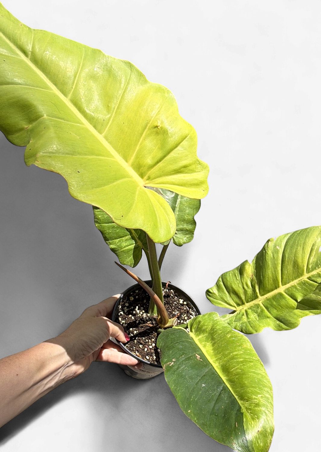 6" Philodendron Yellow Flame
