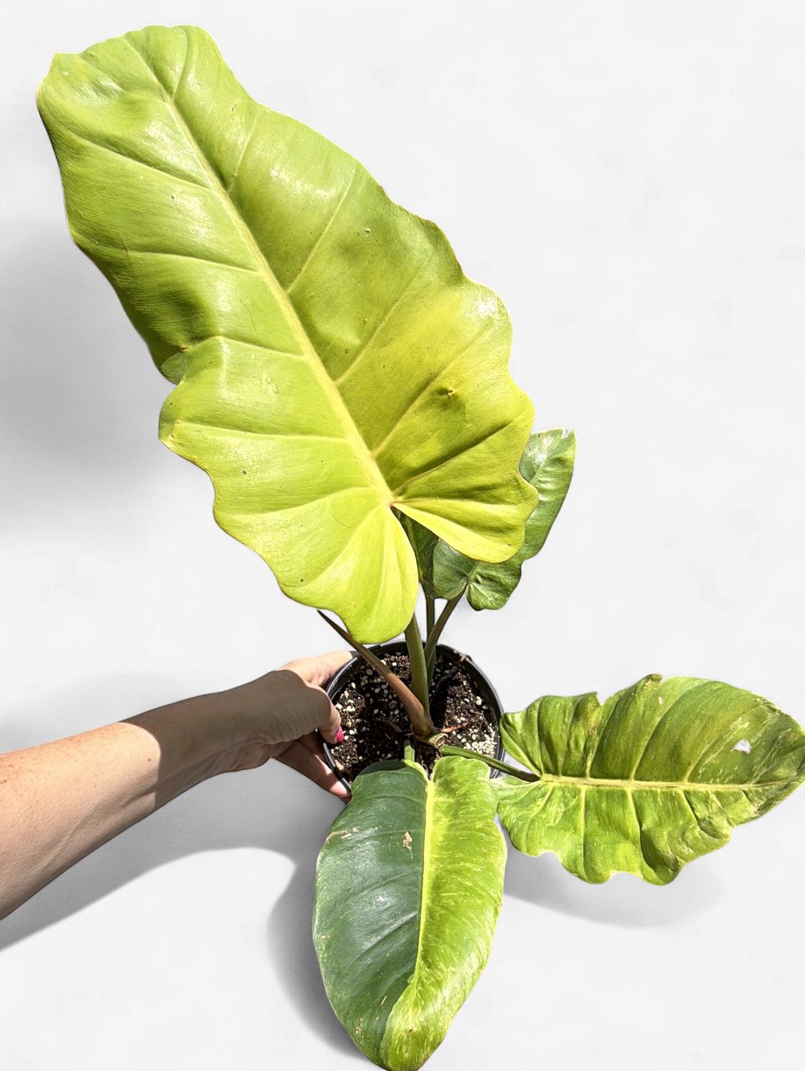 6" Philodendron Yellow Flame