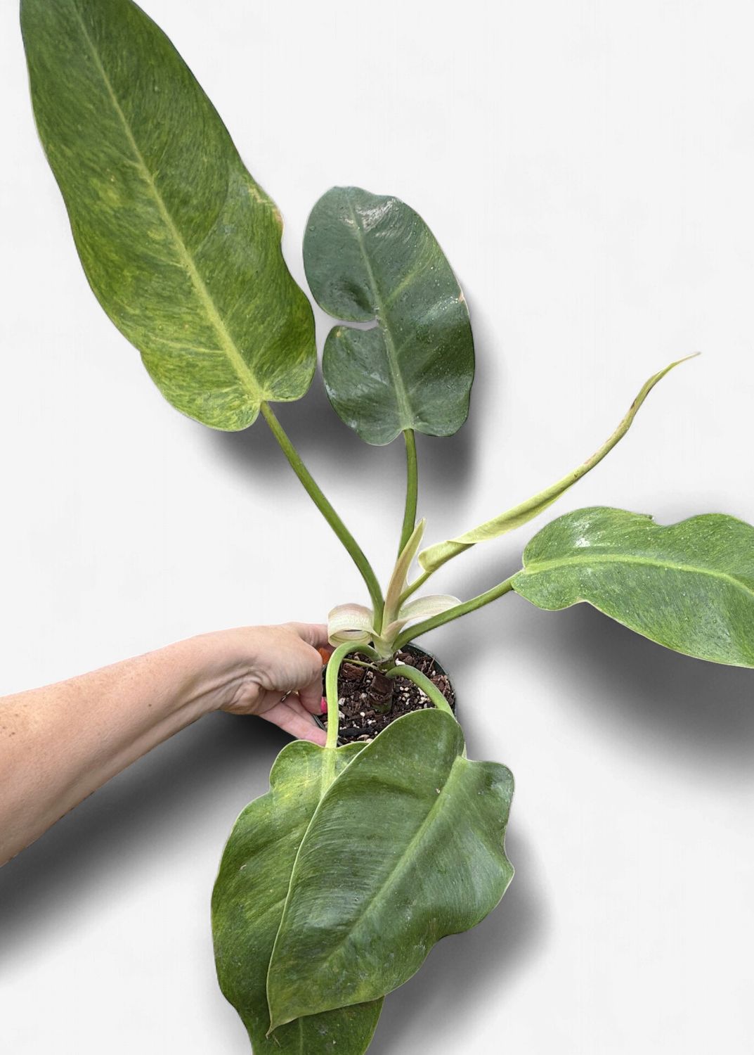4-5" Philodendron Ruaysap